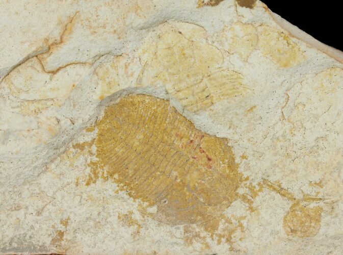 Trilobite (Xystridura) Fossil - Mount Isa, Australia #136603